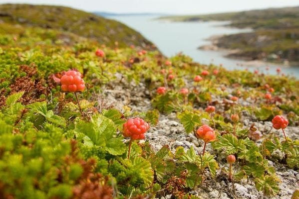 Hamra i härliga Härjedalen - Bild 21