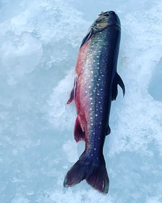 Nybyggt lofthus 15 min från Åre Björnen - Bild 17