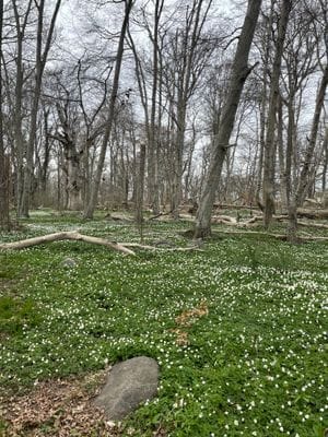 Wämöparken vår