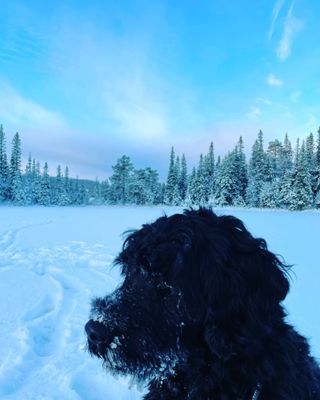 Nybyggt lofthus 15 min från Åre Björnen - Bild 26