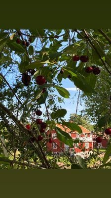 Utsikt genom körsbärsträden