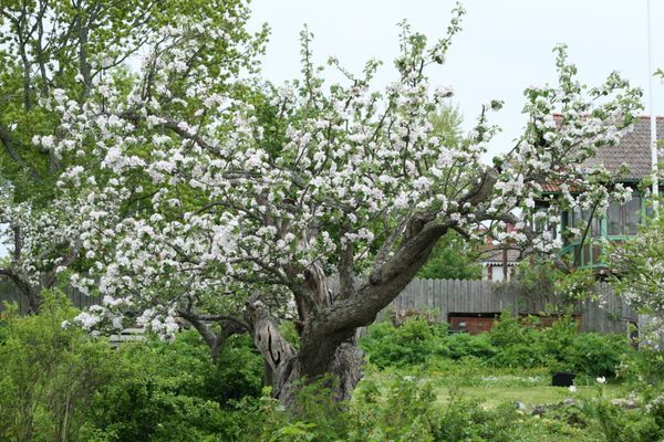 Äldre havsnära hus i Öregrund - Bild 13