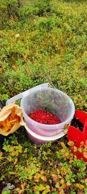 Lilla Toppstugan med sjöutsikt - Bild 5