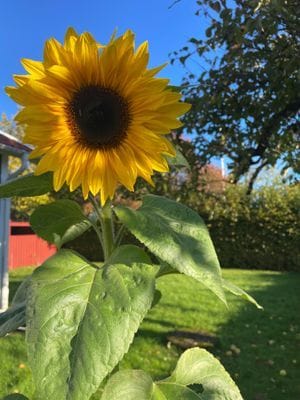 Mysigt hus i kyrkby nära Vänern - Bild 41