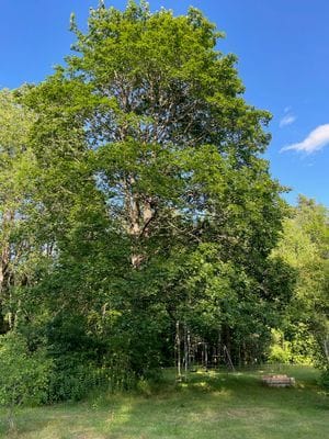 Enskilt vid skogen - Bild 18