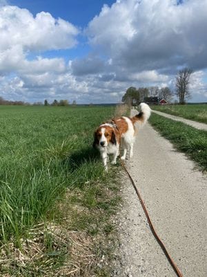 Lodge | Spa | Hundvänligt på Österlen - Bild 13