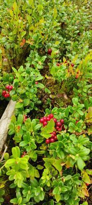 Lilla Toppstugan med sjöutsikt - Bild 25