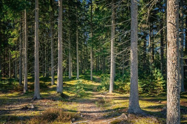 Stort hus ute på en fin Ö nära Vänern - Bild 5