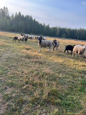 Liten gård - Bild 12