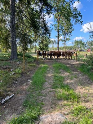 Liten gård - Bild 13