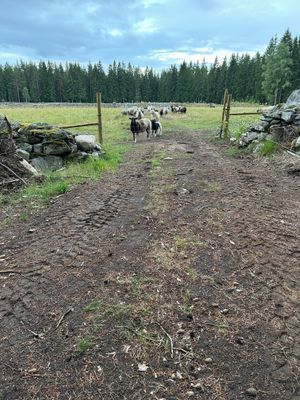 Liten gård - Bild 11