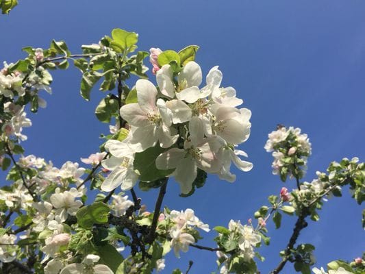 Äldre charmigt hus med stor trädgård - Bild 15