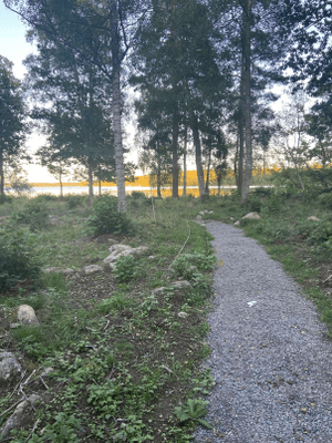 Stigen ner till sjön